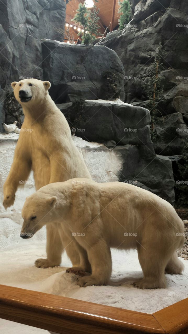 Stuffed Polar Bears