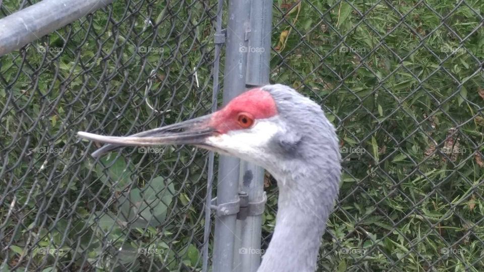 A bird in a wildlife sanctuary -- he has a deformed beak.