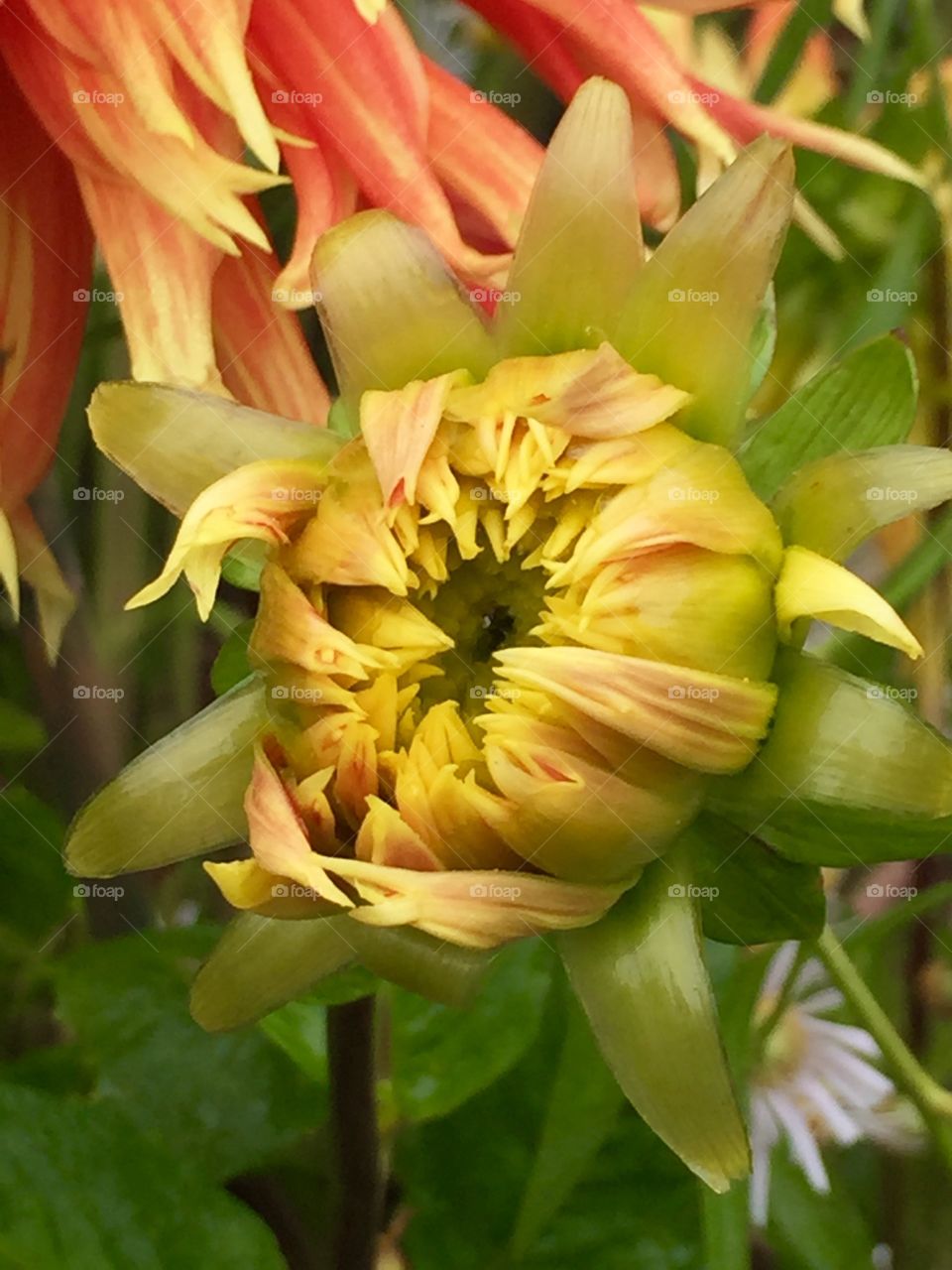 Dahlia 