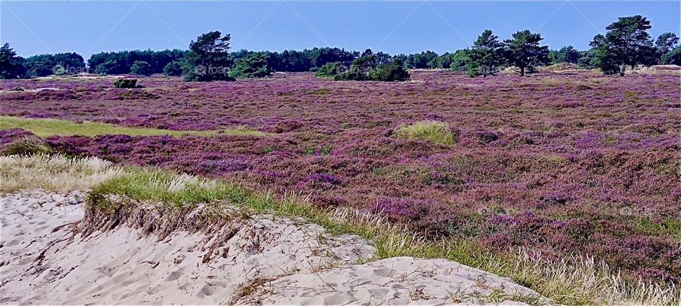 Meadows behind the sand dunes stretch out sheer endlessly on the island “Hiddensee” in the “Baltic Sea” or “Ostsee” in “Mecklenburg - Western Pomerania”, Germany. 2024. Hypnotic Productions