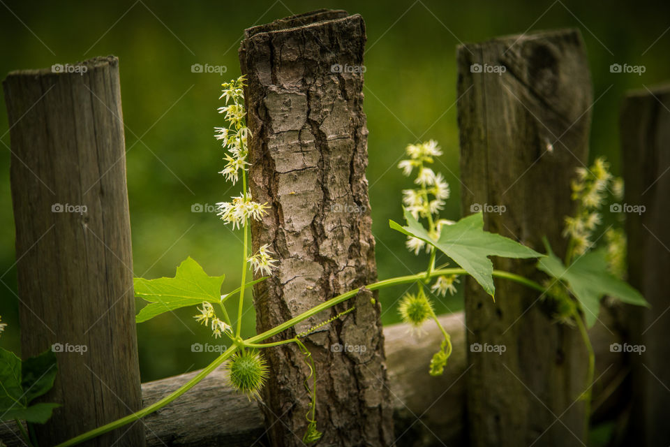 No Person, Wood, Leaf, Tree, Nature