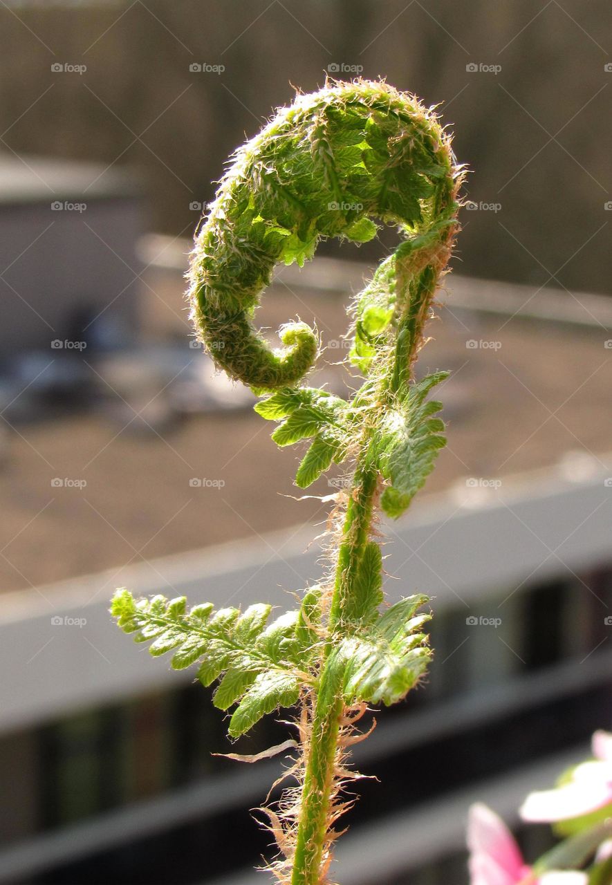 Elephant fern