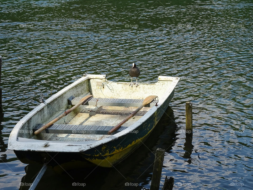 coot on the boat
