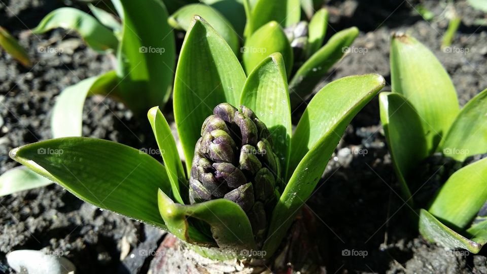 hyacinth spring flowers