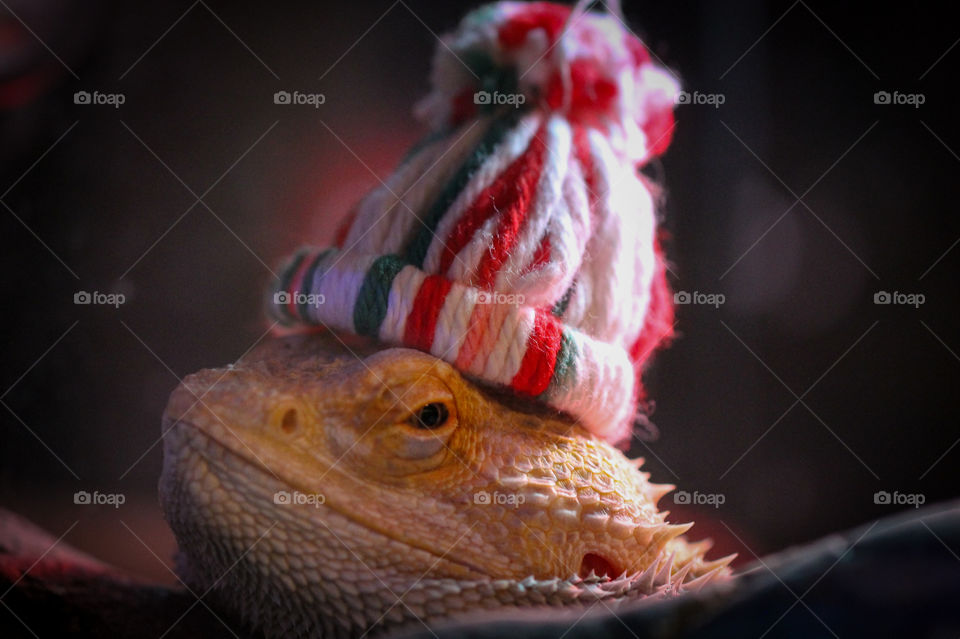 My very patient Bearded Dragon posed for a festive Christmas portrait. Can’t you tell by his smile he was tickled pink?! Actually he was quite cooperative as he’d just had a bath & had a full belly of worms & curly kale. 