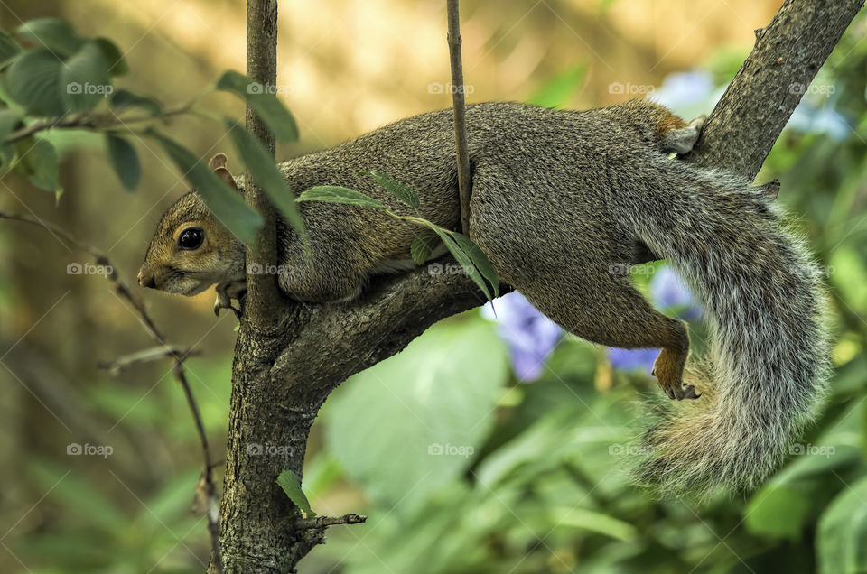 Squirrel lounging on shady branch in summer
