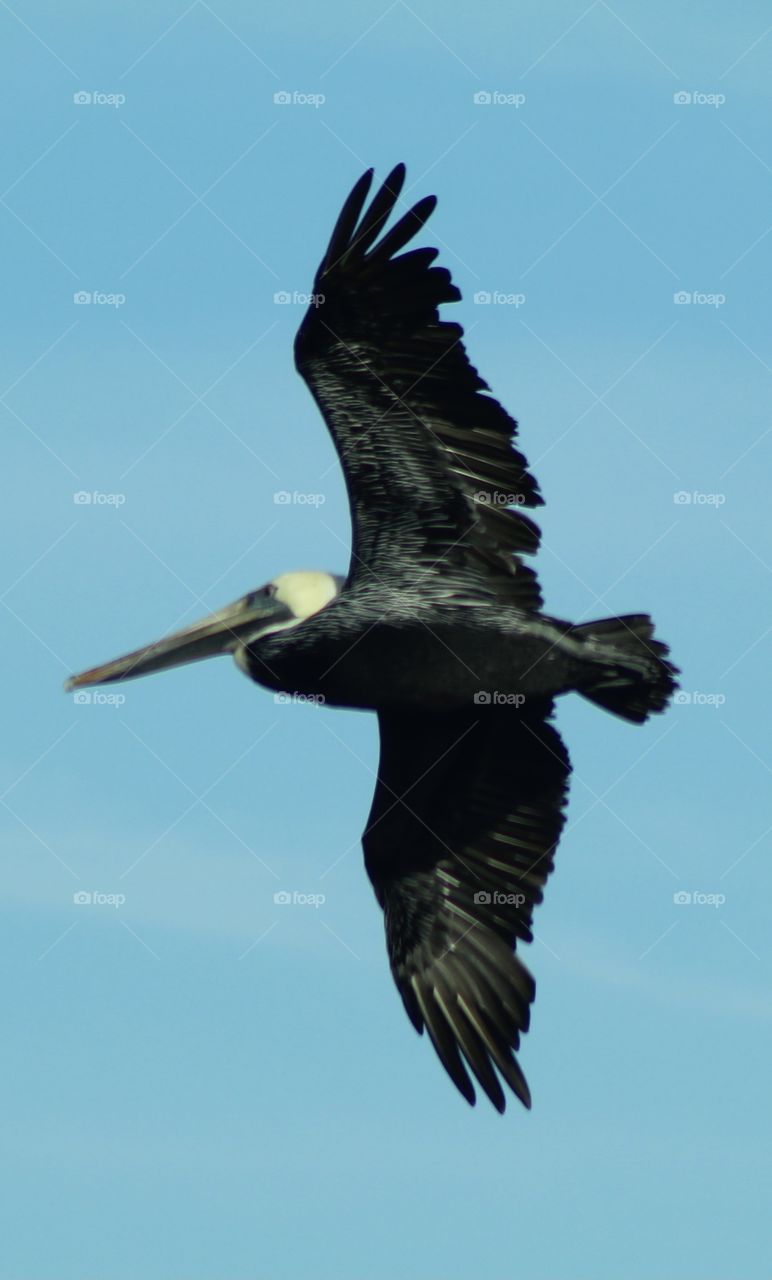 An Impressively Sized Pelican in Flight 