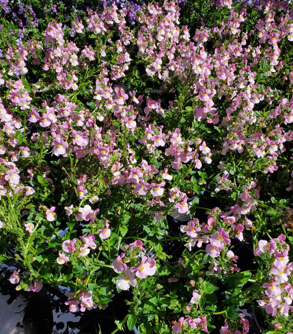 Pink Flowers in Bloom