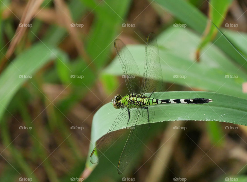 Green Dragonfly Sitting on a Blade of Grass
