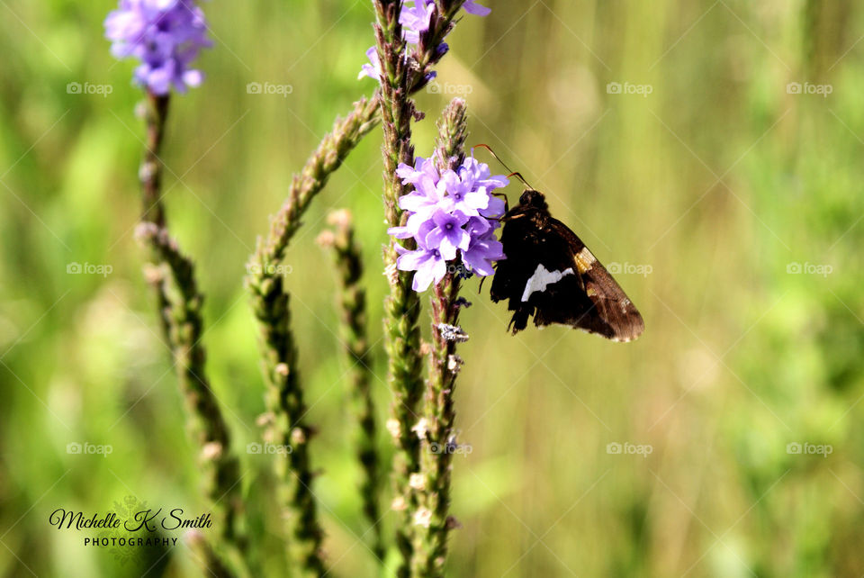 Butterfly in the Meadow