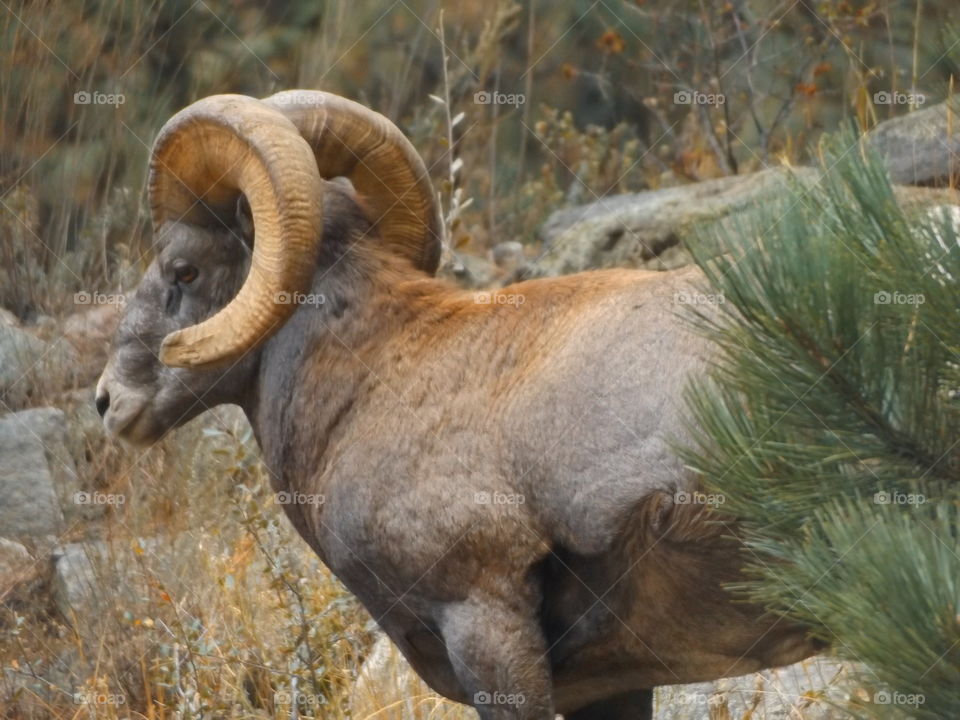 Male Ram