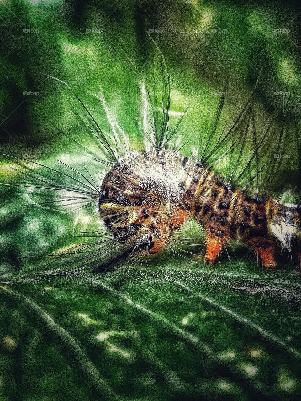 Lappet Moth Caterpillar