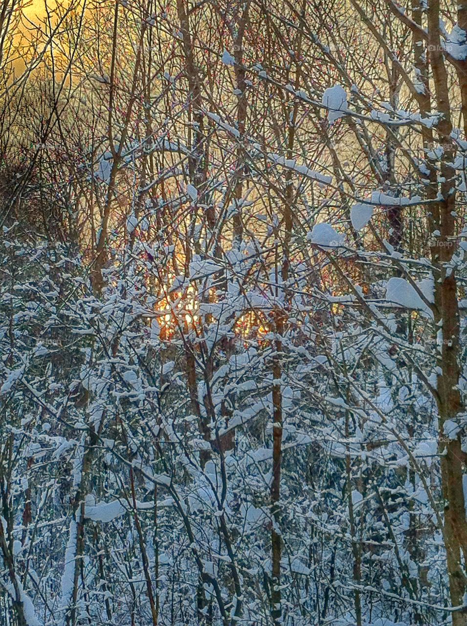 Through the trees. Sunlight through the trees