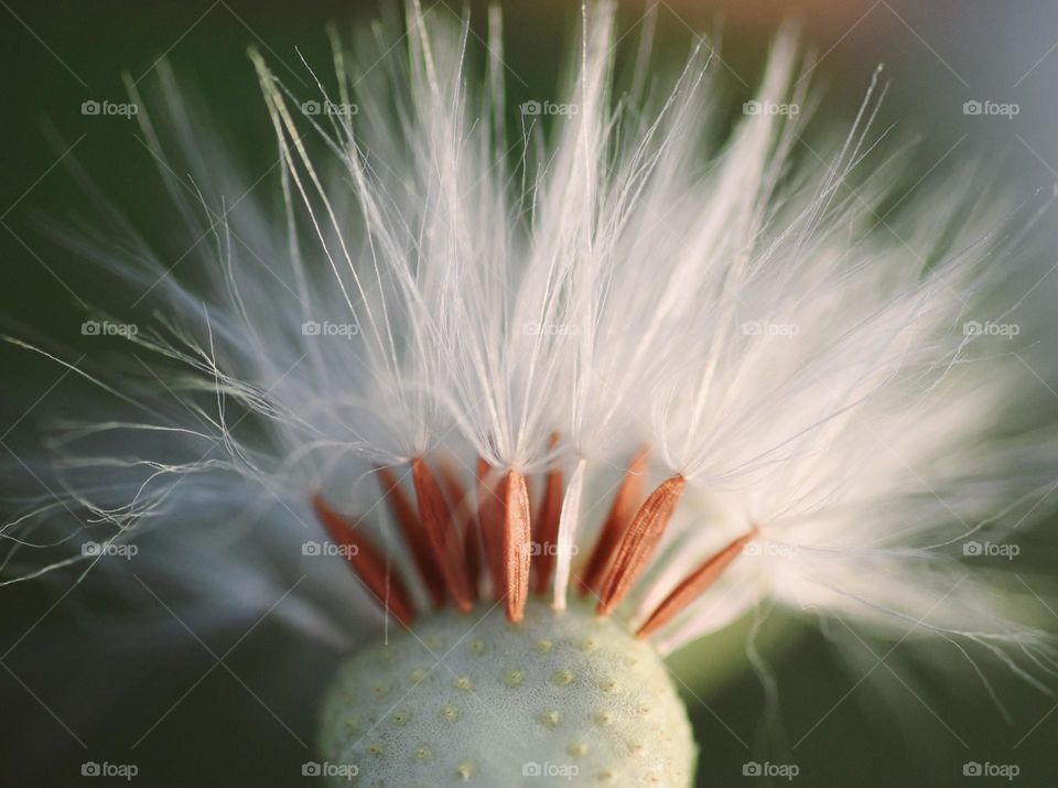 closeup of dandelion seeds