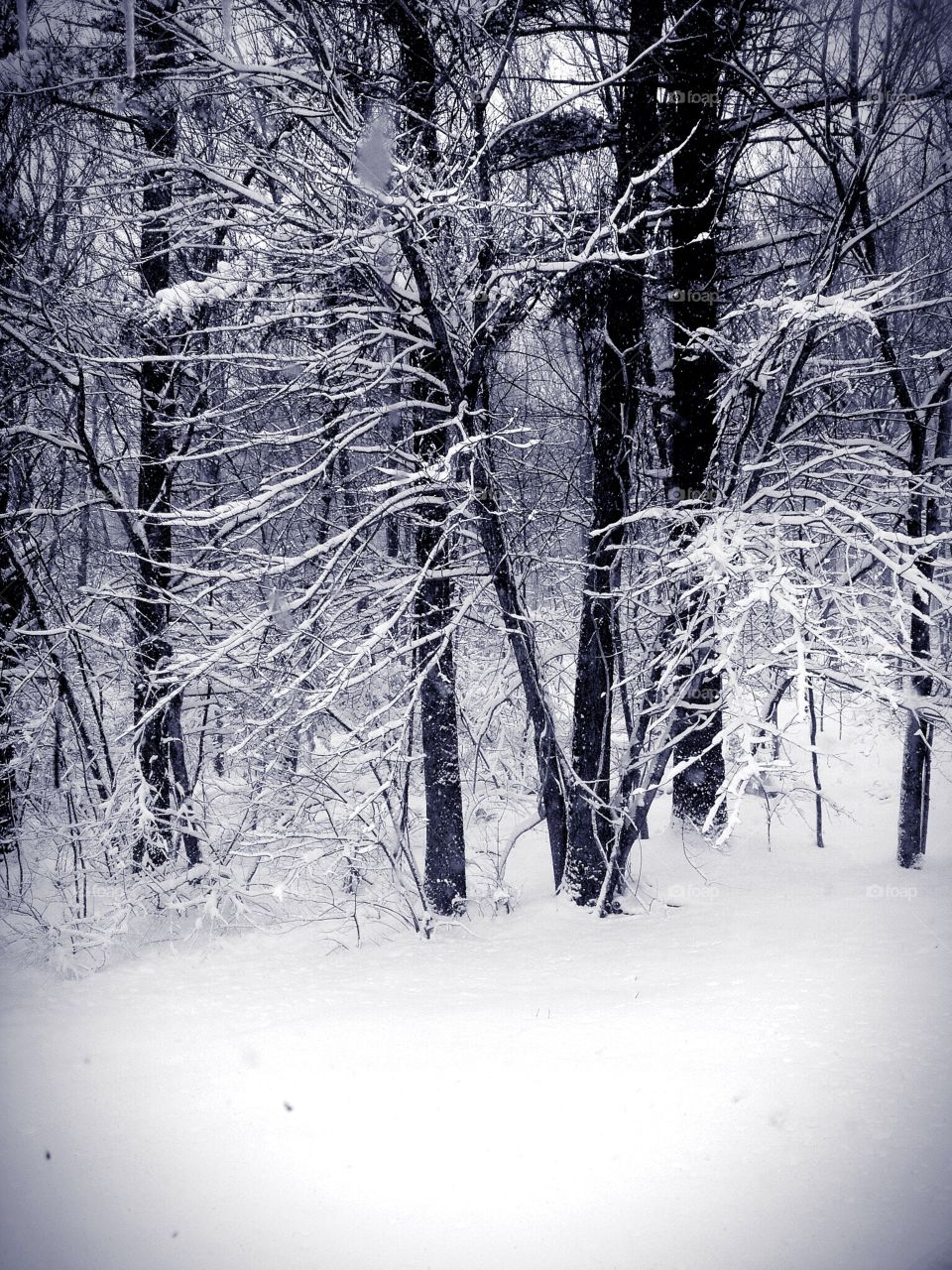 This wintry New England landscape depicts snow-covered trees and branches in the woods after a winter snowstorm in Massachusetts. (Black and white image)