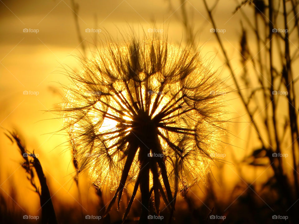 Summer dandelion