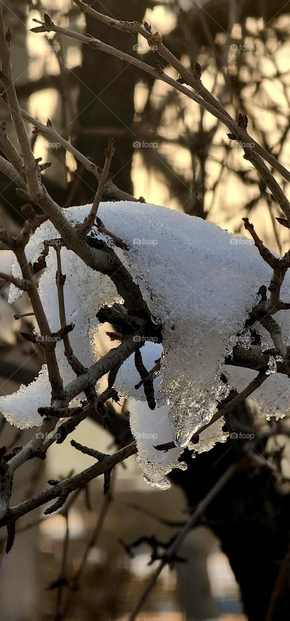 Snow and thin tree branches