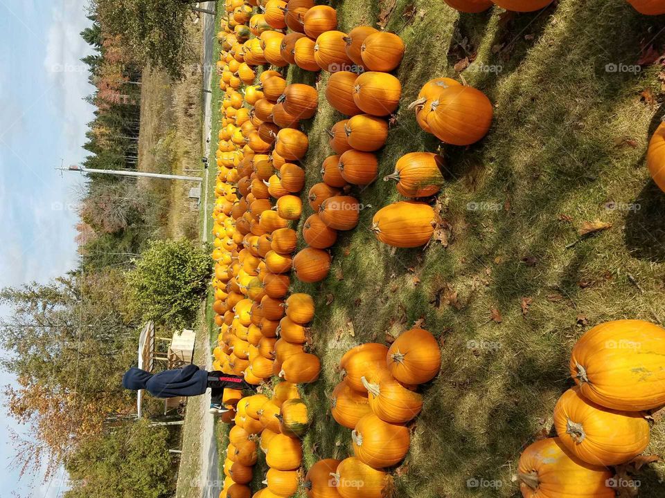 finding the perfect pumpkin