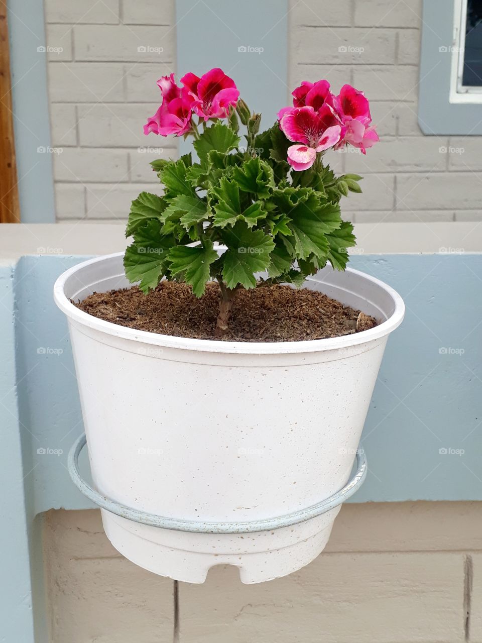 lovely geranium blooming so well