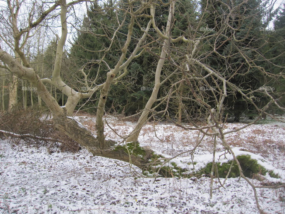 Fallen Tree