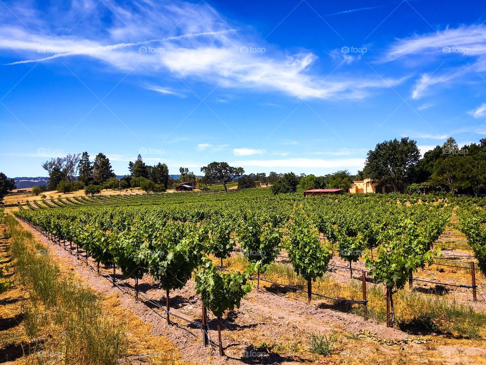Wine country in Paso Robles, CA