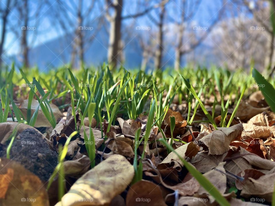 Winter lush green grass and fall in orchard 
