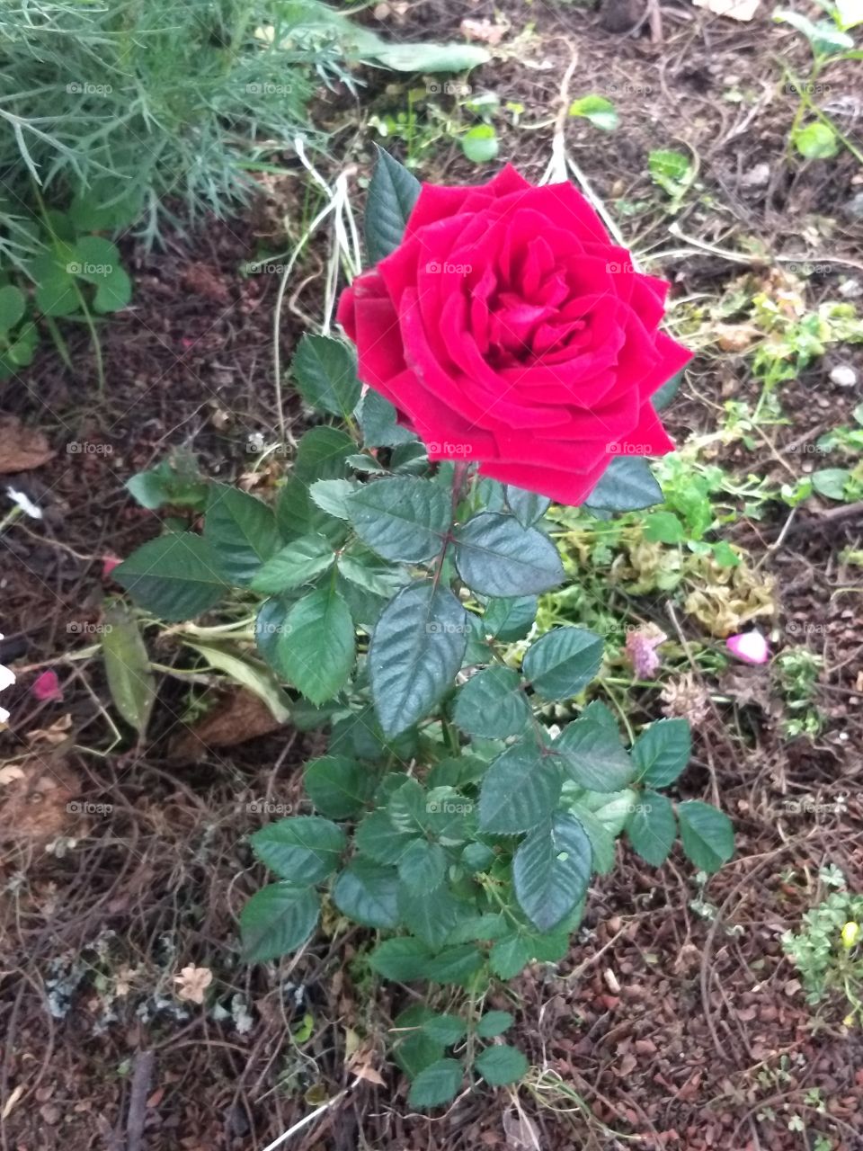 Red rose