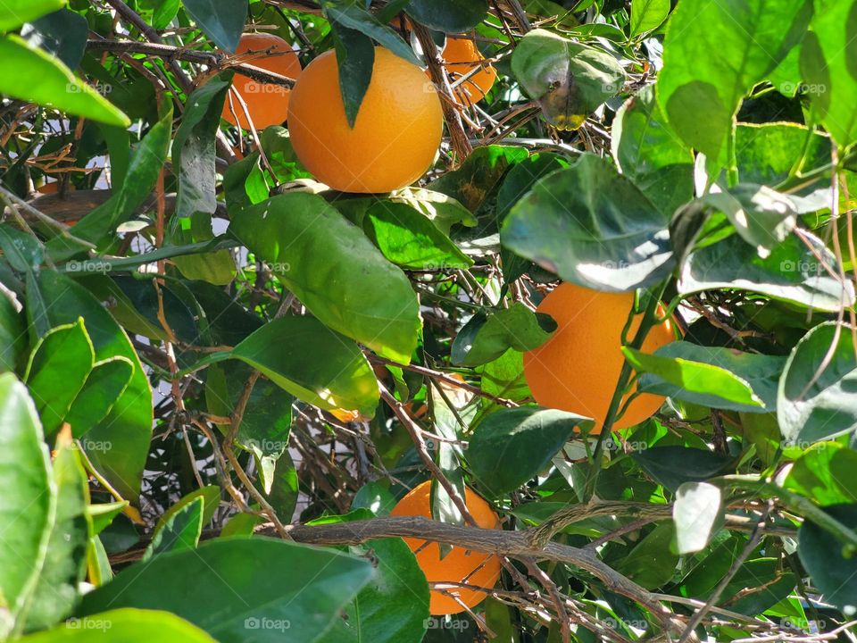 orange tree
