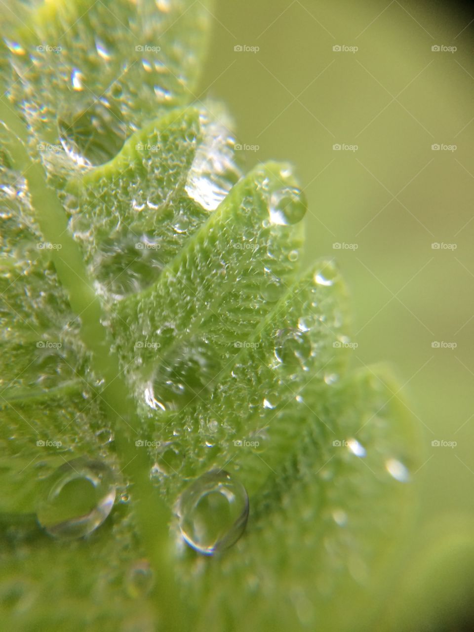 Fern Macro 
