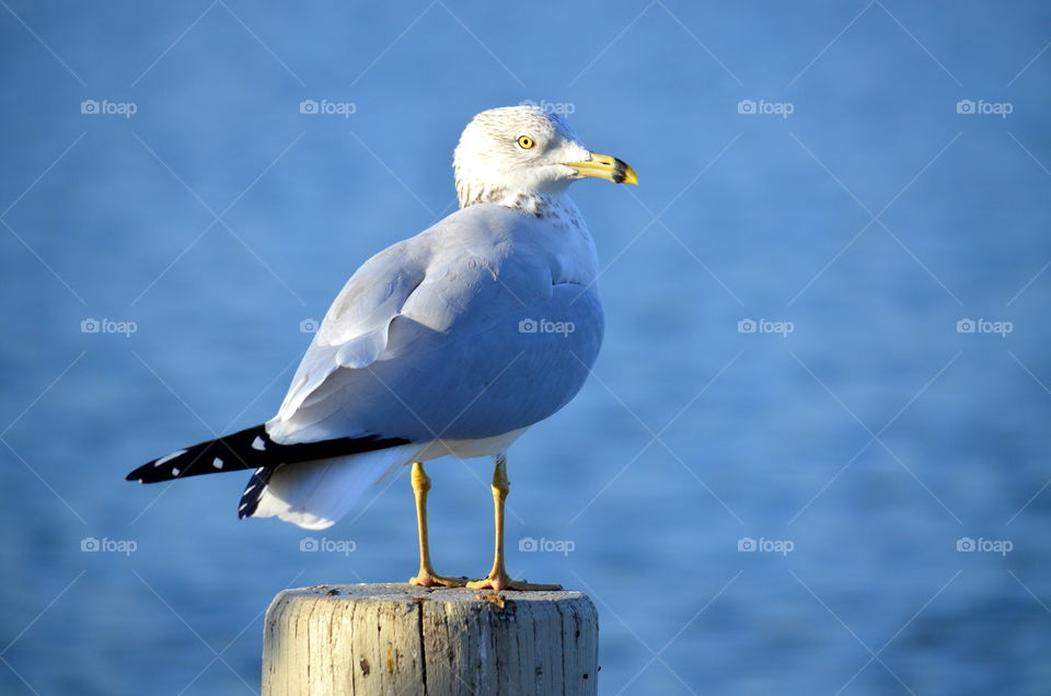 seagull