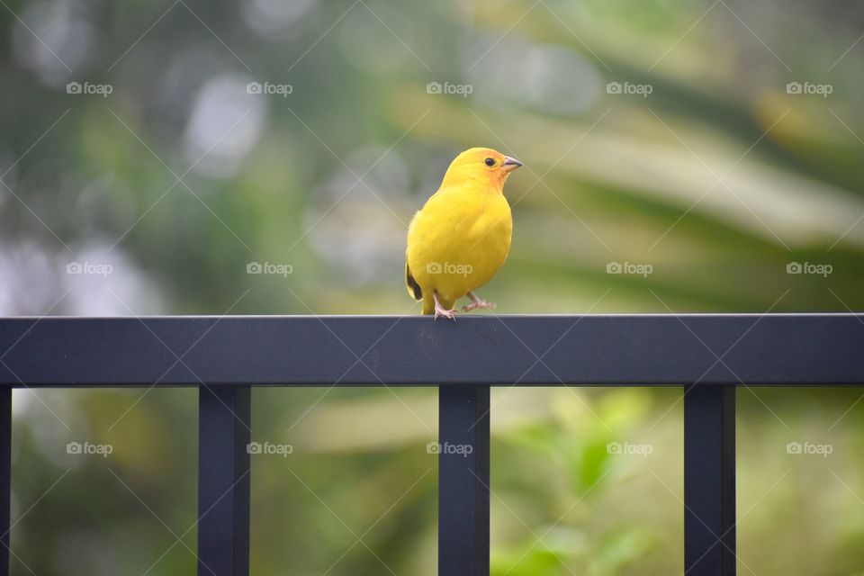 Saffron finches have expanded to most of Hawaiʻi Island especially in short grassy areas along the coasts and in open lawns. We see them daily.