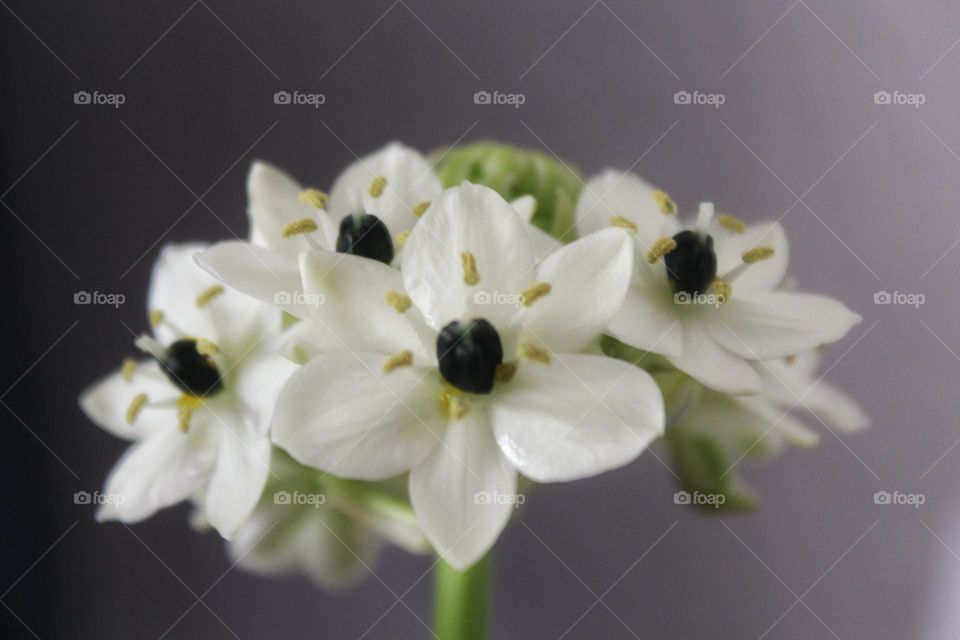 One of my favourite star-shaped white flowers - the Ornithogalum saundersiae (in Germany the popular name is also milk star).