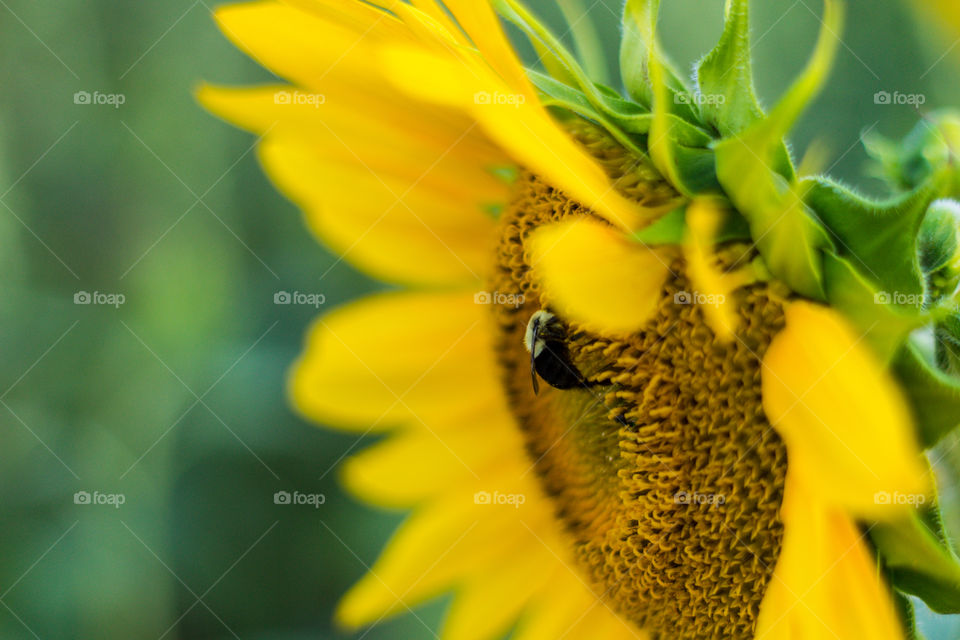 sunflower and the mighty bee