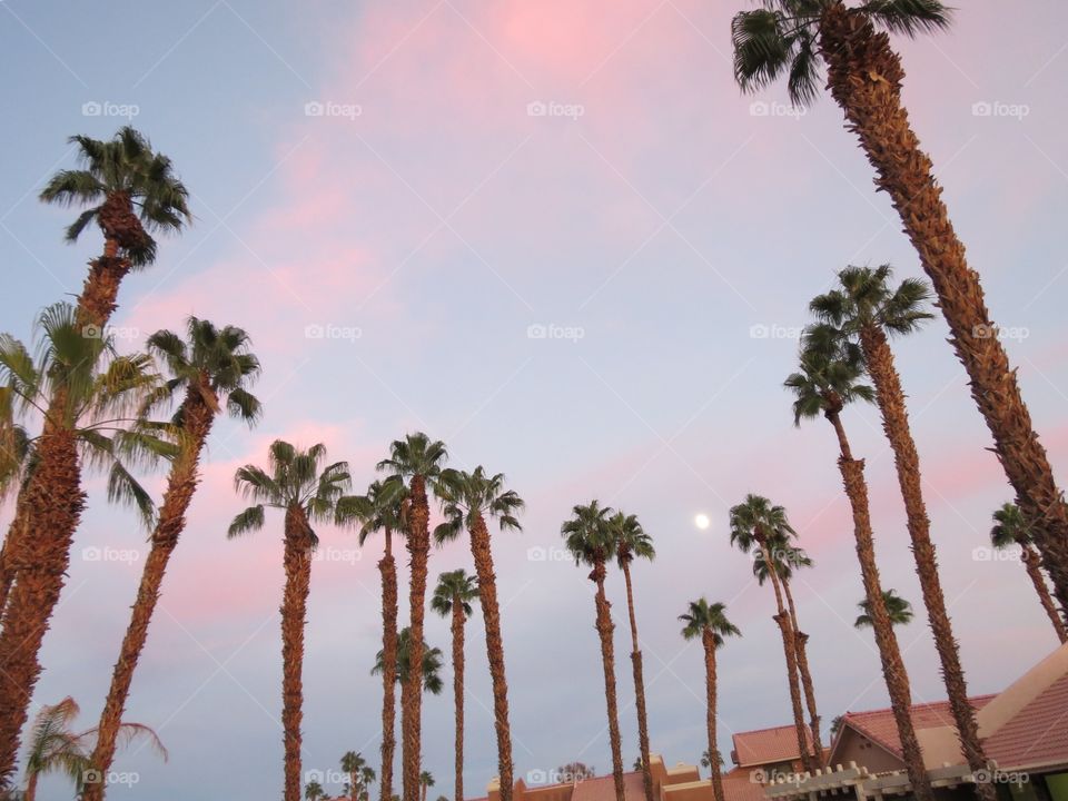 Palm trees and the moon.