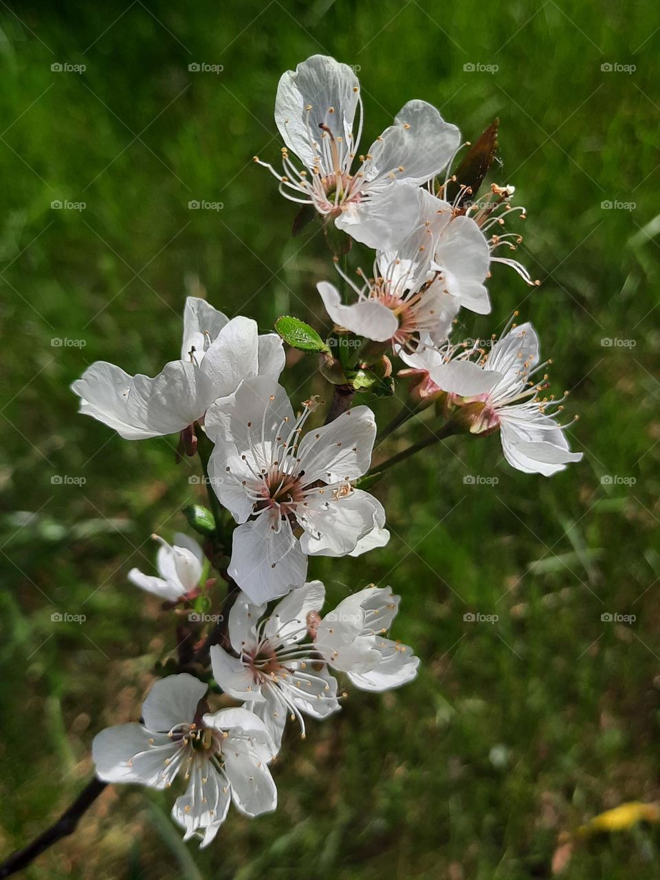 from ground up - cherry flowers