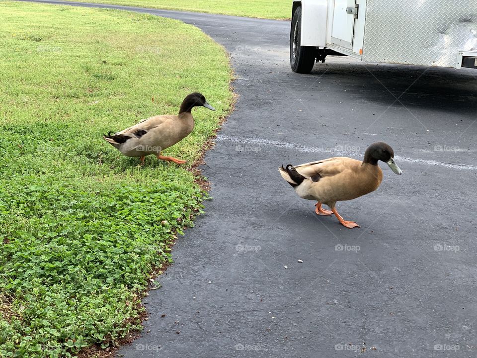 Ducks 