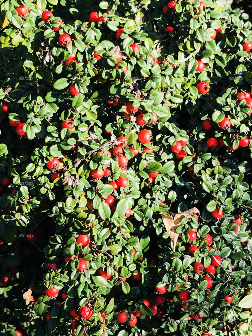 Fall berries 