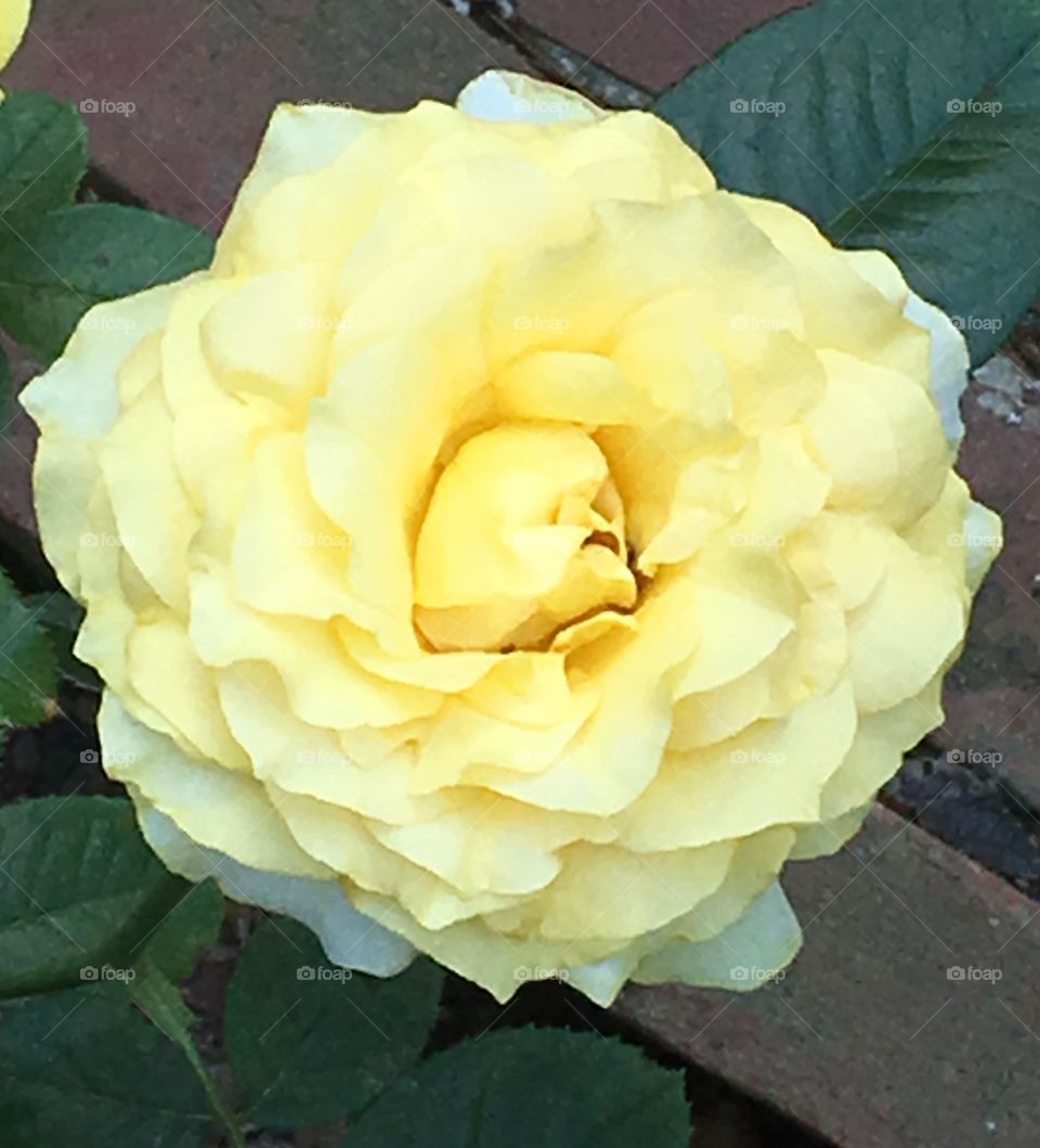 Yellow rose