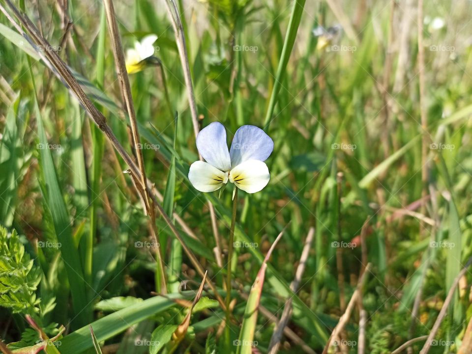 Viola arvensis is a species of violet known by the common name field pansy