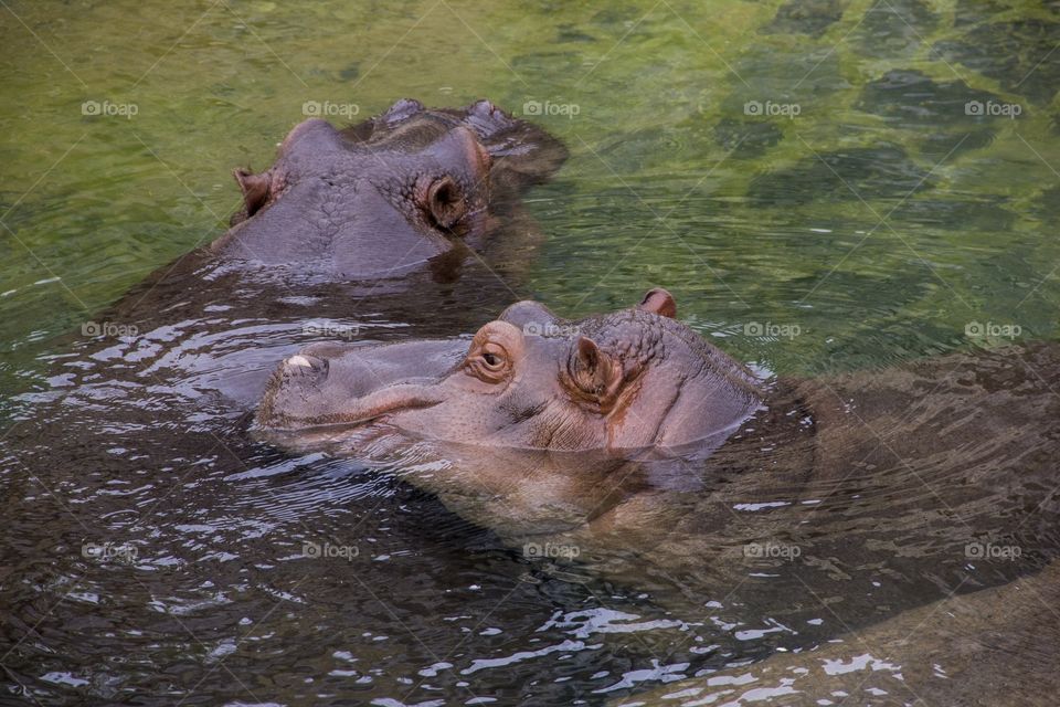 Hippo swimming towards an other one