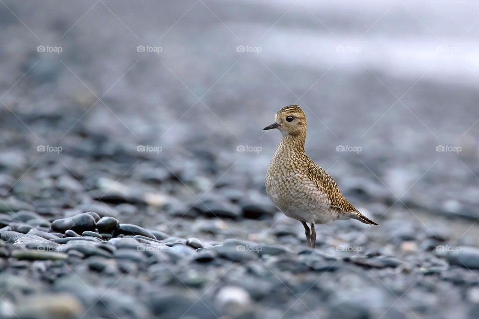 Pluvialis apricaria, European golden plover