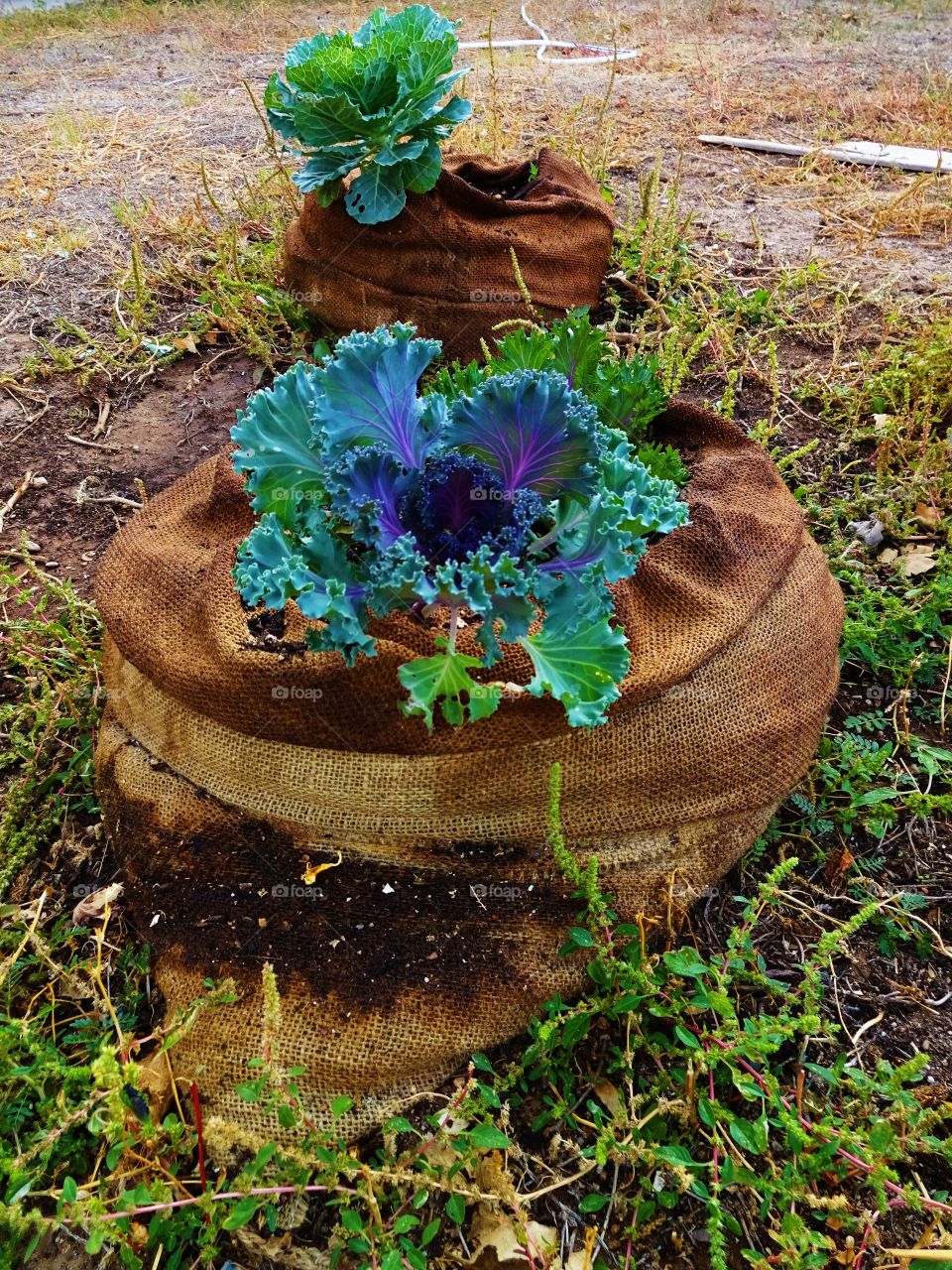 Kale urban garden