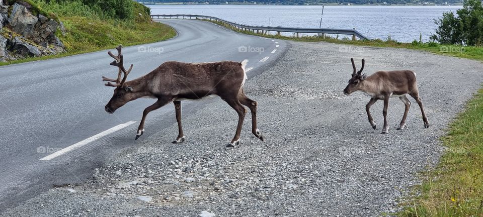 Reindeers in Norway crossing the road. Mother and son. Discover wild nature in vacation. Big surprise on the road. I love nature, animals. I'm following you...just behind you
