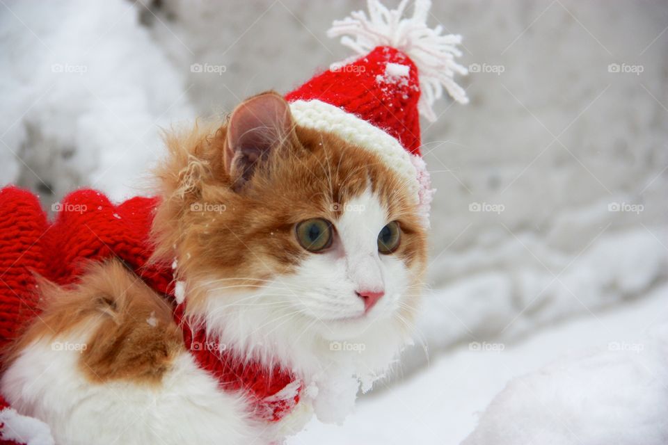 Christmas cat