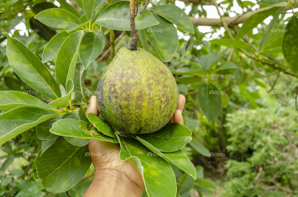 Holding In Palm Of Hand An Avocado Pear That Is Attached To Tree By Its Stem