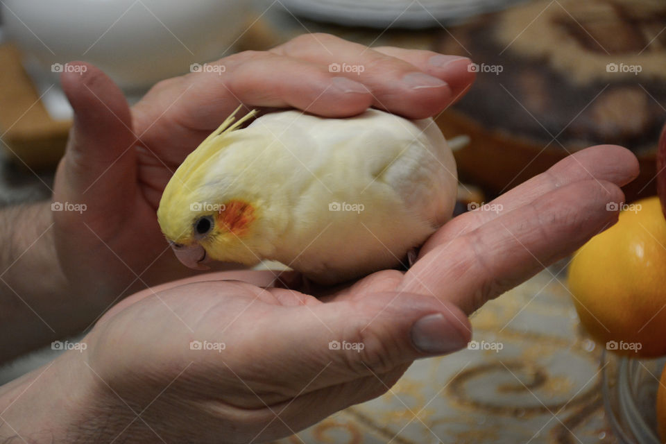 hands stroking cute cocotiel