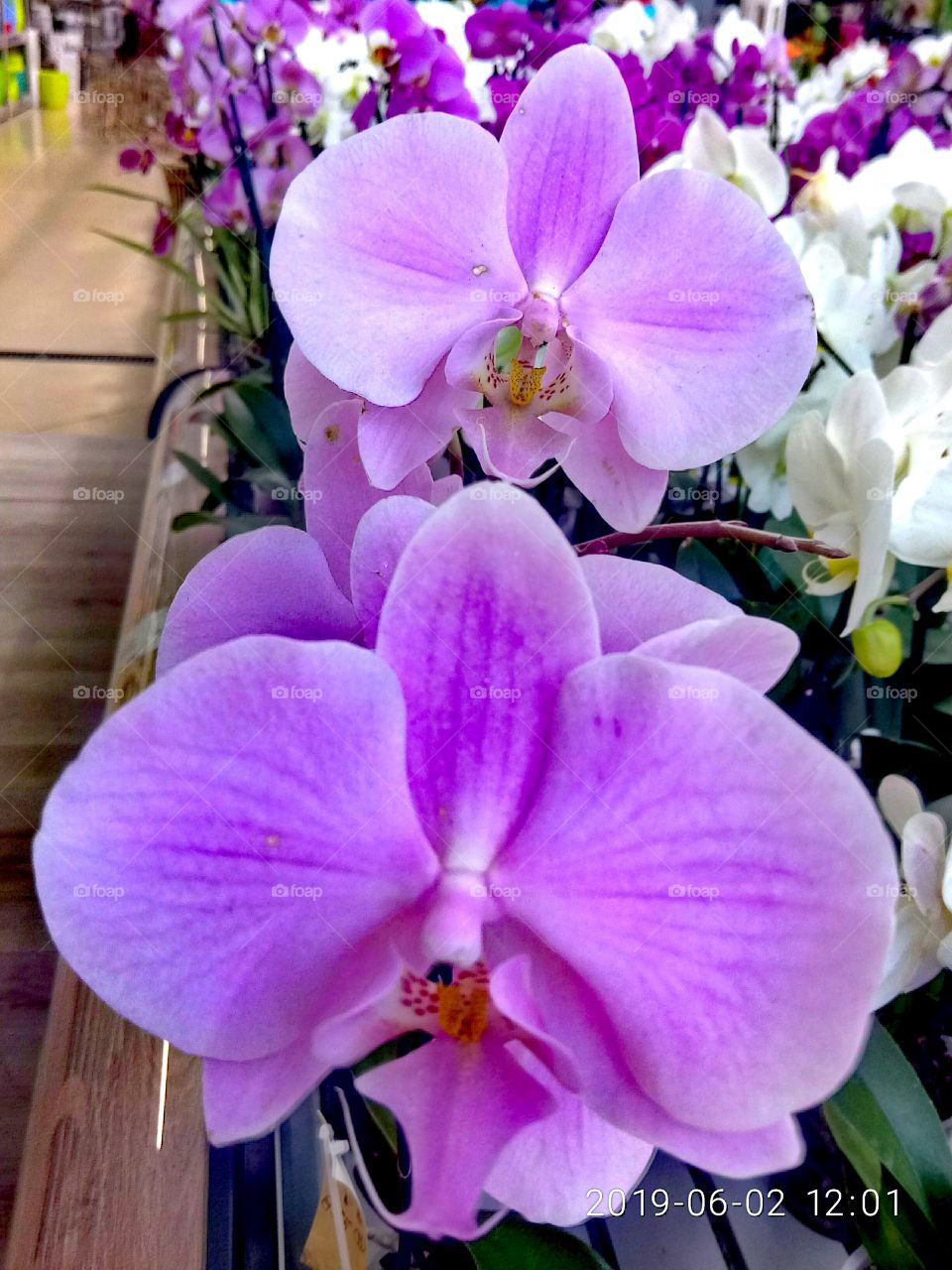 орхидеи