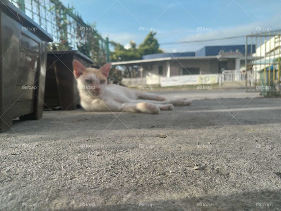 Do not let the abandoned pet just look and stare at you. show them your humanism true love