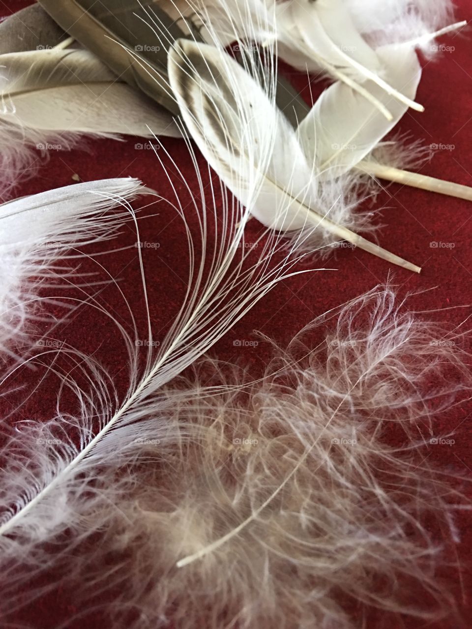 Many different feathers 