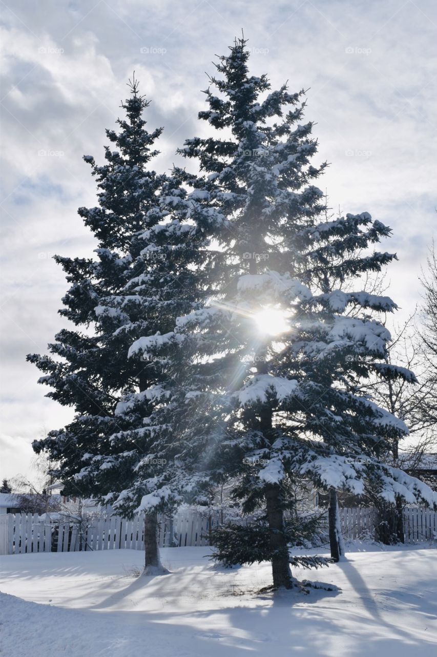 Trees in my backyard 